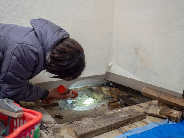 Mold Documentation for Insurance Claims in Carle Place, NY