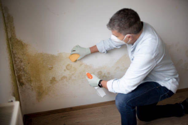 Best Crawl Space Mold Remediation  in Carle Place, NY