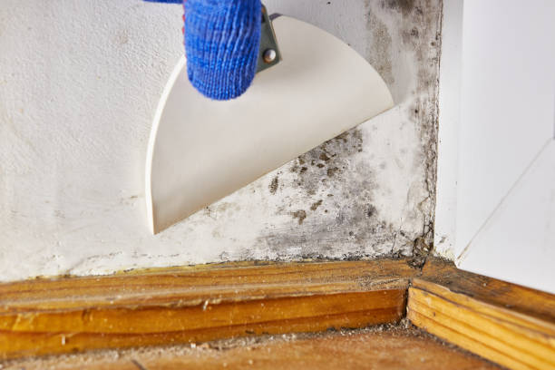 Best Black Mold Removal  in Carle Place, NY