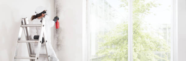 Best Mold Removal for HVAC Installations  in Carle Place, NY